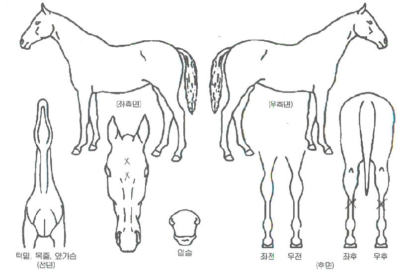 ¿ÍÀϵåİÀÇ Ãø¸é,¿ì¸é,µÞ¸é,µÎ»ó,´Ù¸®ÀÇ Æ¯Â¡µµÇØ