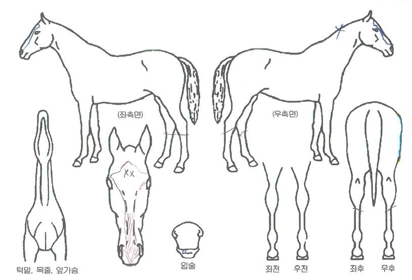 �帲���� ����,���,�޸�,�λ�,�ٸ��� Ư¡����