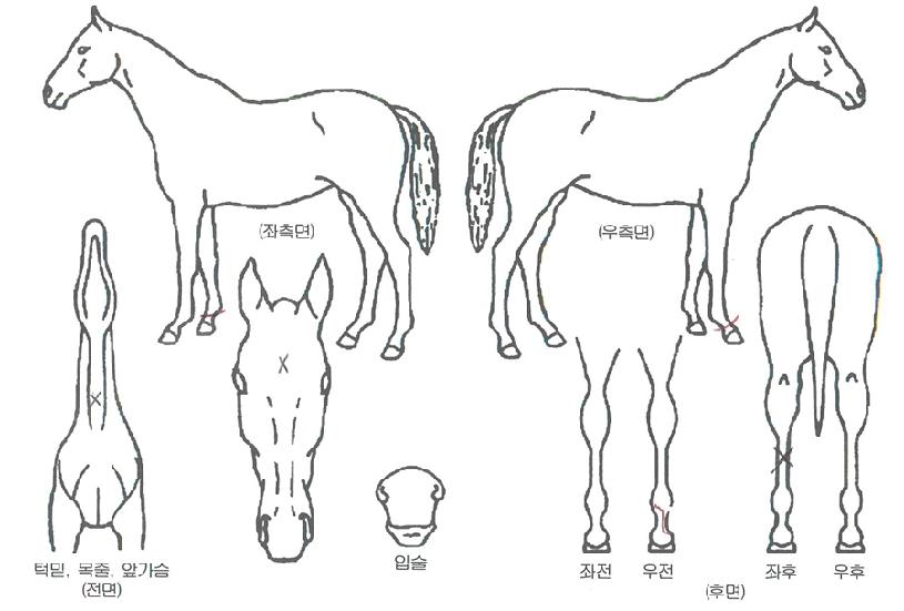 ���ֻ꼺�� ����,���,�޸�,�λ�,�ٸ��� Ư¡����