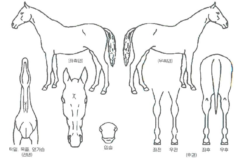 ÆÛ¼³ÎÇÁ·ÎÁ§Æ®ÀÚ¸¶ÀÇ Ãø¸é,¿ì¸é,µÞ¸é,µÎ»ó,´Ù¸®ÀÇ Æ¯Â¡µµÇØ