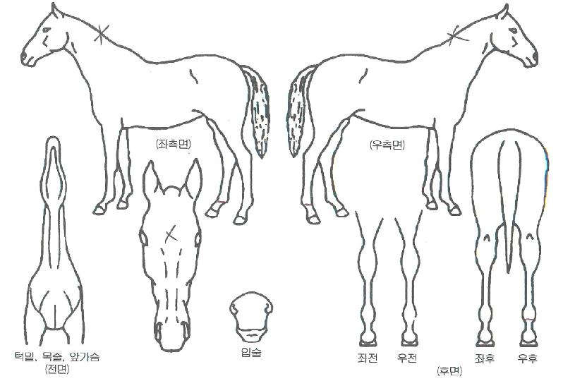 ��ȭ���� ����,���,�޸�,�λ�,�ٸ��� Ư¡����