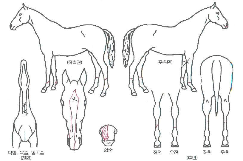 ���ǹٴ��� ����,���,�޸�,�λ�,�ٸ��� Ư¡����