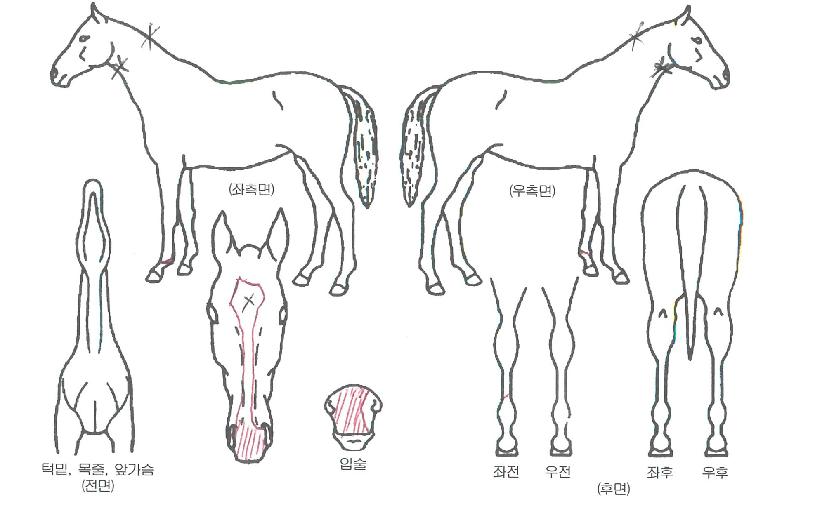 ±×·£µå¸ÅÁ÷ÀÇ Ãø¸é,¿ì¸é,µÞ¸é,µÎ»ó,´Ù¸®ÀÇ Æ¯Â¡µµÇØ
