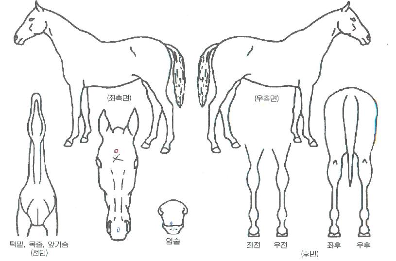 ÄýÇÁ¸°¼¼½ºÀÇ Ãø¸é,¿ì¸é,µÞ¸é,µÎ»ó,´Ù¸®ÀÇ Æ¯Â¡µµÇØ