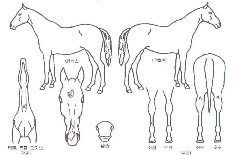 ºäƼǮµ·ÀÇ Ãø¸é,¿ì¸é,µÞ¸é,µÎ»ó,´Ù¸®ÀÇ Æ¯Â¡µµÇØ