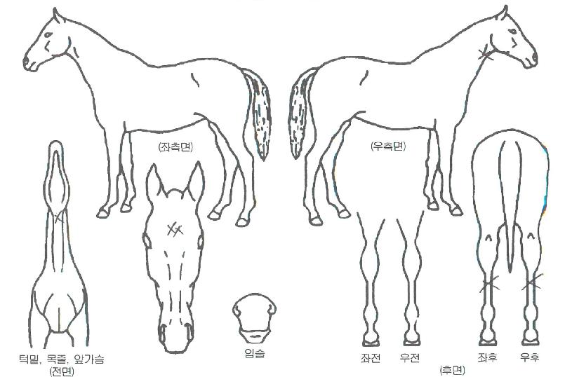 ������ ����,���,�޸�,�λ�,�ٸ��� Ư¡����