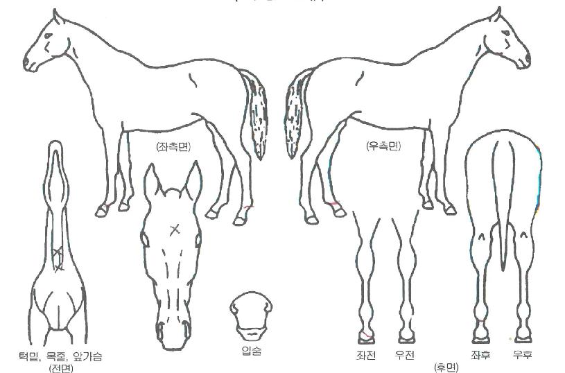 ��ȭ������ ����,���,�޸�,�λ�,�ٸ��� Ư¡����