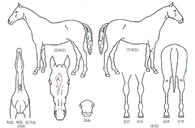 ½ÂÀÚ¿©°ÉÀÇ Ãø¸é,¿ì¸é,µÞ¸é,µÎ»ó,´Ù¸®ÀÇ Æ¯Â¡µµÇØ