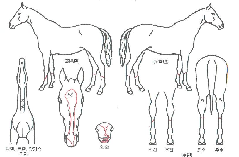 ºÀȷοÀÇ Ãø¸é,¿ì¸é,µÞ¸é,µÎ»ó,´Ù¸®ÀÇ Æ¯Â¡µµÇØ