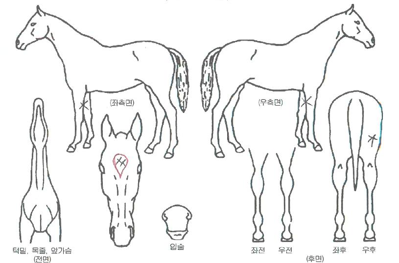 �������� ����,���,�޸�,�λ�,�ٸ��� Ư¡����