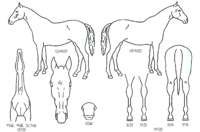 ºÀÈ»ç¶ûÀÇ Ãø¸é,¿ì¸é,µÞ¸é,µÎ»ó,´Ù¸®ÀÇ Æ¯Â¡µµÇØ