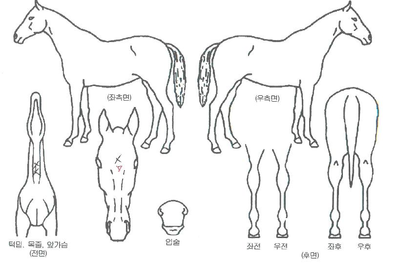 ÆÄ¿öÅ·´ýÀÇ Ãø¸é,¿ì¸é,µÞ¸é,µÎ»ó,´Ù¸®ÀÇ Æ¯Â¡µµÇØ