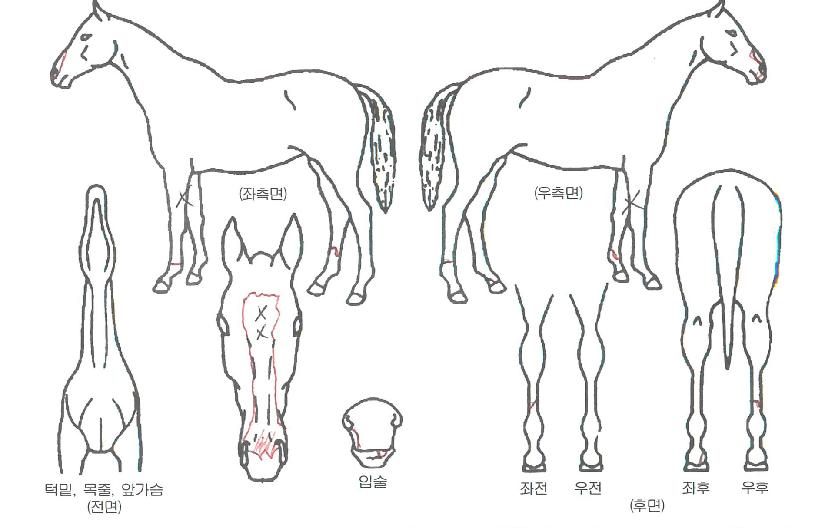 ������������ ����,���,�޸�,�λ�,�ٸ��� Ư¡����