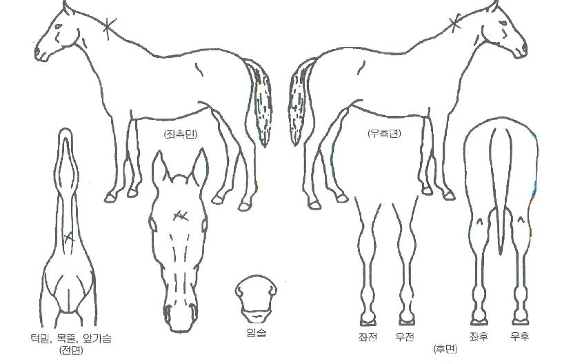 »óÇÏÀÌÆÎÆÎÀÇ Ãø¸é,¿ì¸é,µÞ¸é,µÎ»ó,´Ù¸®ÀÇ Æ¯Â¡µµÇØ