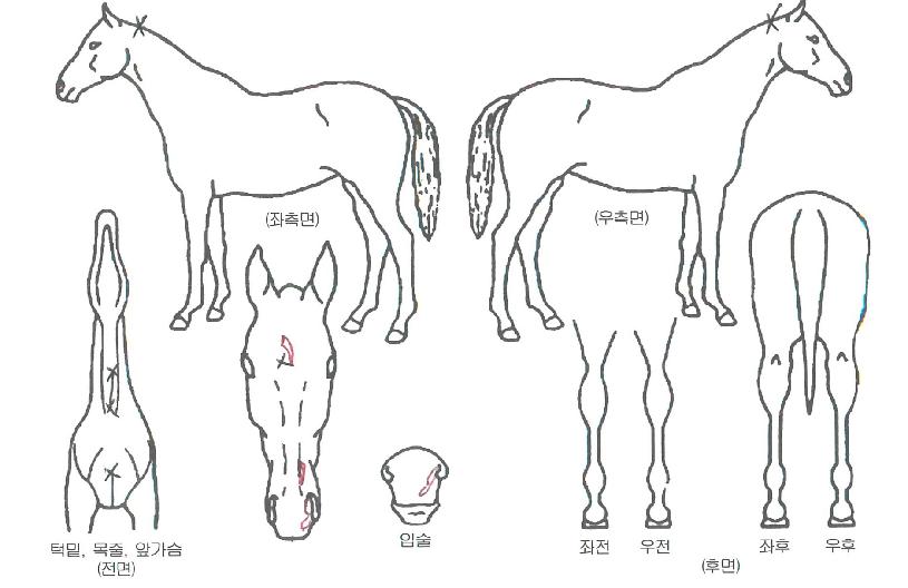 ½ºÅ¸È£Å©ÀÇ Ãø¸é,¿ì¸é,µÞ¸é,µÎ»ó,´Ù¸®ÀÇ Æ¯Â¡µµÇØ