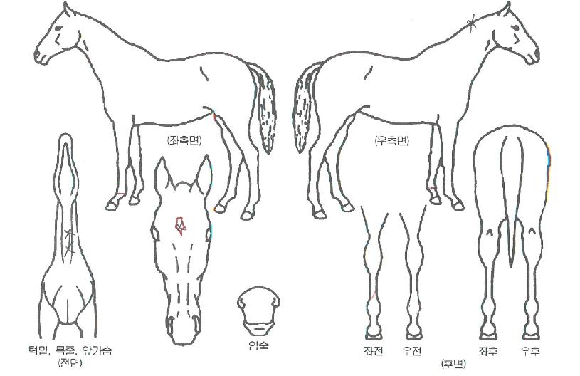 ¹é»ê¾ÆÀÏ·£µåÀÇ Ãø¸é,¿ì¸é,µÞ¸é,µÎ»ó,´Ù¸®ÀÇ Æ¯Â¡µµÇØ