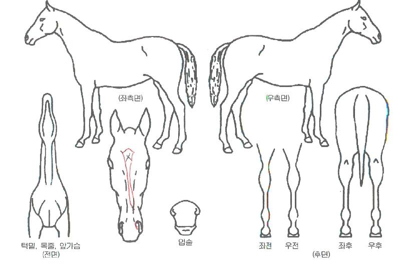 ¹é»êèÇÁÀÇ Ãø¸é,¿ì¸é,µÞ¸é,µÎ»ó,´Ù¸®ÀÇ Æ¯Â¡µµÇØ