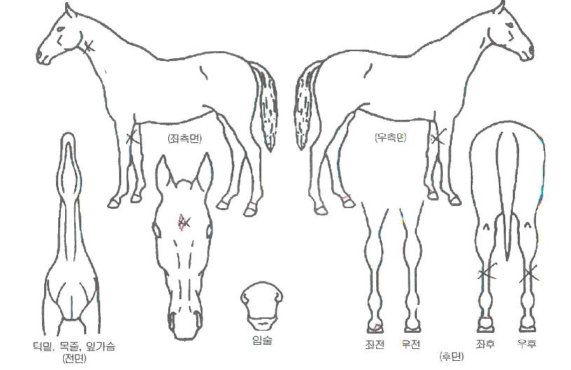 ���긮����޸��ڸ��� ����,���,�޸�,�λ�,�ٸ��� Ư¡����