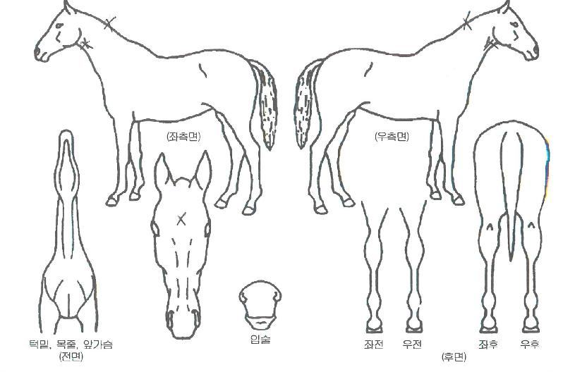 À©µåÆÄ¿öÀÇ Ãø¸é,¿ì¸é,µÞ¸é,µÎ»ó,´Ù¸®ÀÇ Æ¯Â¡µµÇØ