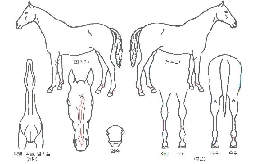 ¼¼¸íÀεð¾ðÀÇ Ãø¸é,¿ì¸é,µÞ¸é,µÎ»ó,´Ù¸®ÀÇ Æ¯Â¡µµÇØ