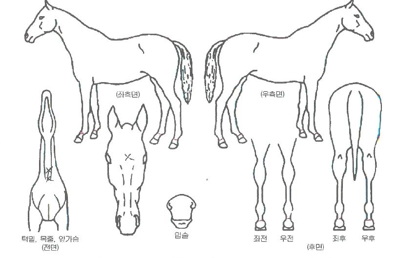 ´õºíÇÏÆ®ÀÇ Ãø¸é,¿ì¸é,µÞ¸é,µÎ»ó,´Ù¸®ÀÇ Æ¯Â¡µµÇØ