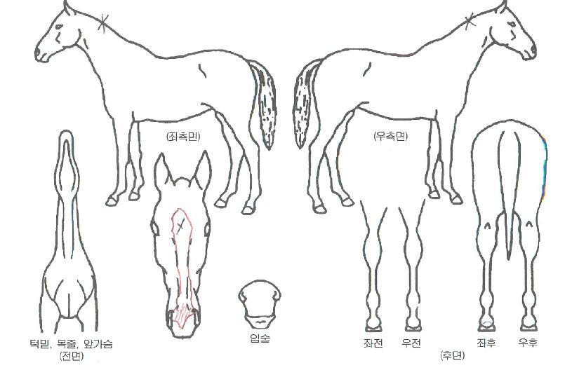 �����ǵ���� ����,���,�޸�,�λ�,�ٸ��� Ư¡����