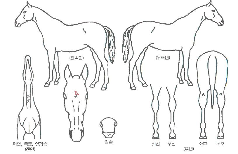 ����Ÿ�� ����,���,�޸�,�λ�,�ٸ��� Ư¡����