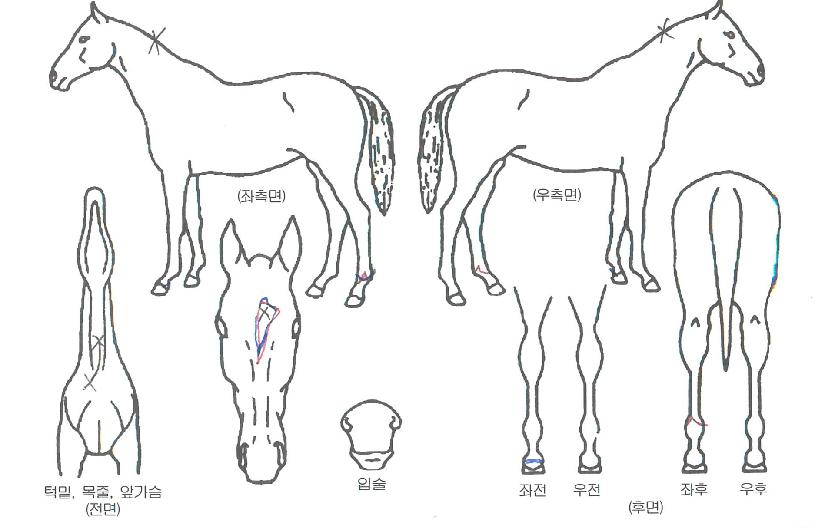 À®ÇöóÀÌÀÇ Ãø¸é,¿ì¸é,µÞ¸é,µÎ»ó,´Ù¸®ÀÇ Æ¯Â¡µµÇØ