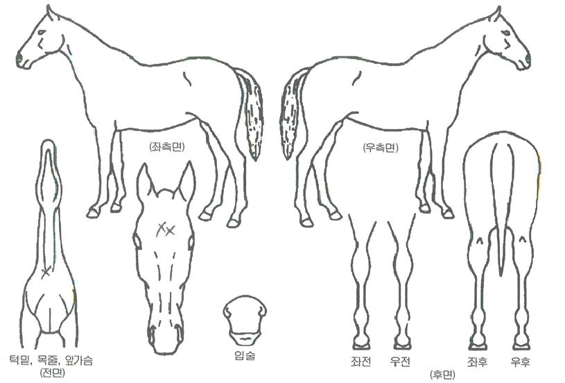 ´ë½Ã¾Ø·¯½ÃÀÇ Ãø¸é,¿ì¸é,µÞ¸é,µÎ»ó,´Ù¸®ÀÇ Æ¯Â¡µµÇØ