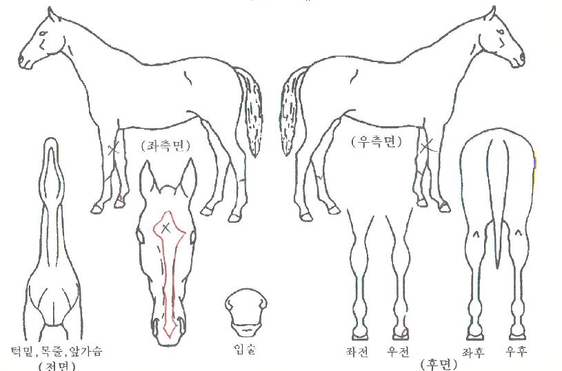 ¾ËÆÄº£ÆÃÀÇ Ãø¸é,¿ì¸é,µÞ¸é,µÎ»ó,´Ù¸®ÀÇ Æ¯Â¡µµÇØ