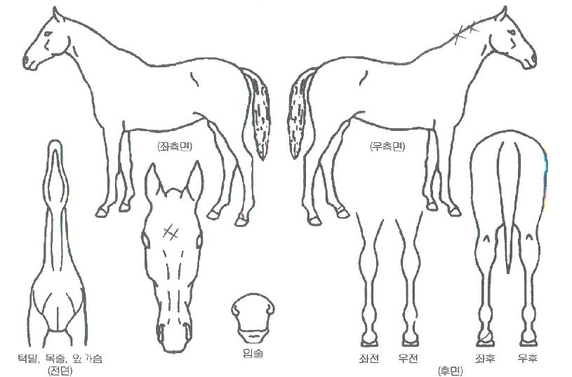 ���ڽ��� ����,���,�޸�,�λ�,�ٸ��� Ư¡����