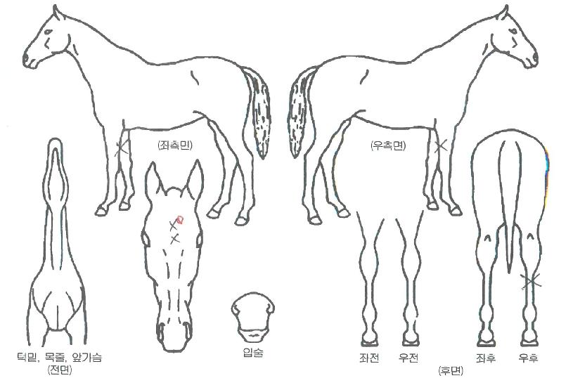 Æ÷´Ù¸£°í½ºÀÇ Ãø¸é,¿ì¸é,µÞ¸é,µÎ»ó,´Ù¸®ÀÇ Æ¯Â¡µµÇØ