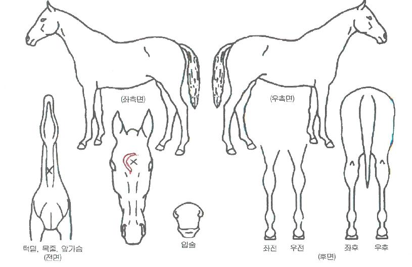 ��ũ���������ڸ��� ����,���,�޸�,�λ�,�ٸ��� Ư¡����