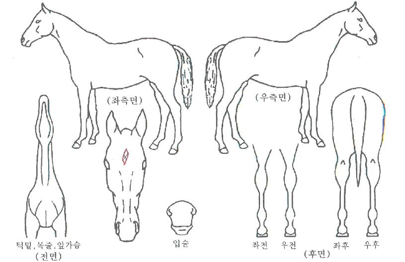 Ä÷¯Ç®Ä¹ÀÇ Ãø¸é,¿ì¸é,µÞ¸é,µÎ»ó,´Ù¸®ÀÇ Æ¯Â¡µµÇØ