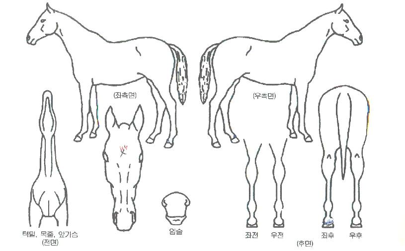 ŷ���ø�Ŀ�� ����,���,�޸�,�λ�,�ٸ��� Ư¡����