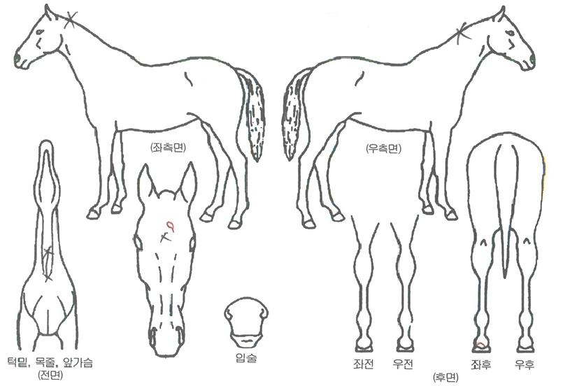 ÀÜÆ®°¡¸£ÀÇ Ãø¸é,¿ì¸é,µÞ¸é,µÎ»ó,´Ù¸®ÀÇ Æ¯Â¡µµÇØ