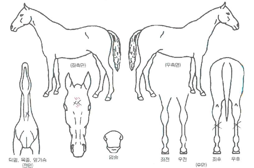 ���̺�����Ʈ�ڸ��� ����,���,�޸�,�λ�,�ٸ��� Ư¡����