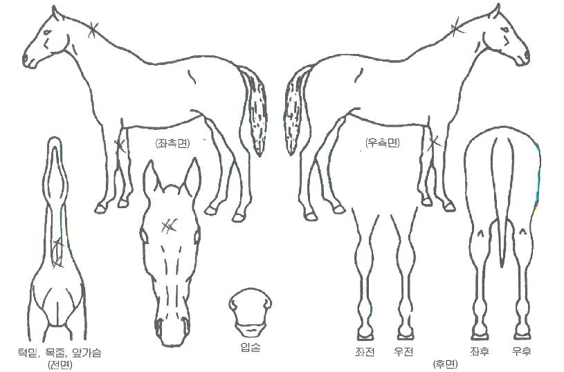 �ִ����� ����,���,�޸�,�λ�,�ٸ��� Ư¡����