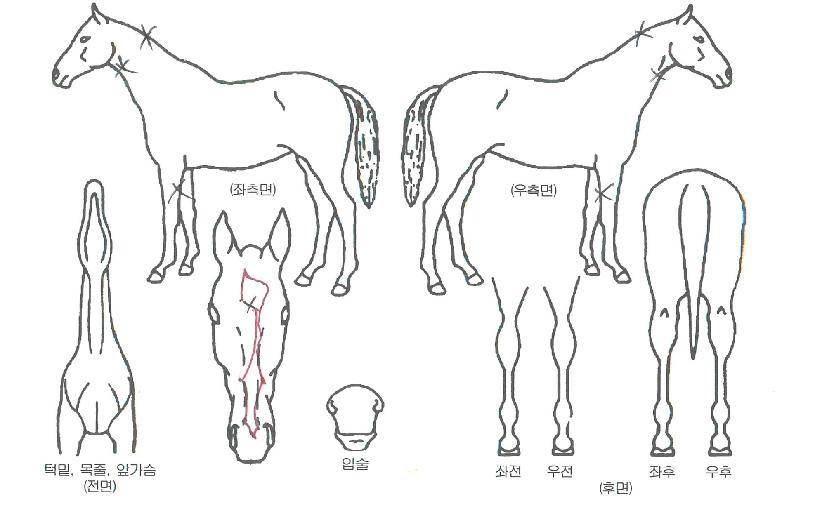 ÇѾóÀÇÁúÁÖÀÇ Ãø¸é,¿ì¸é,µÞ¸é,µÎ»ó,´Ù¸®ÀÇ Æ¯Â¡µµÇØ