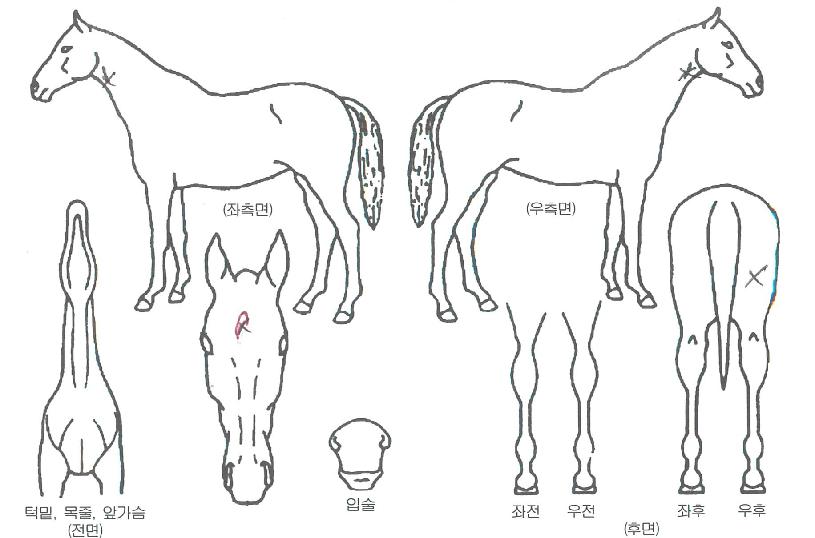 ��ũ����Ÿ���� ����,���,�޸�,�λ�,�ٸ��� Ư¡����