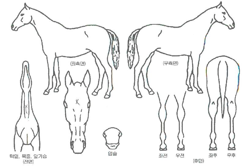 ºÀȲÀDzÞÀÇ Ãø¸é,¿ì¸é,µÞ¸é,µÎ»ó,´Ù¸®ÀÇ Æ¯Â¡µµÇØ