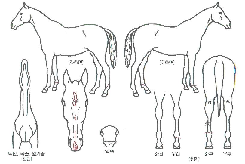 �����ǲ��� ����,���,�޸�,�λ�,�ٸ��� Ư¡����