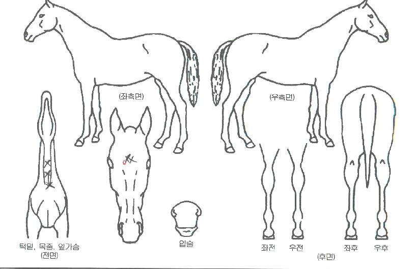 ·¯³ÊÄýÀÇ Ãø¸é,¿ì¸é,µÞ¸é,µÎ»ó,´Ù¸®ÀÇ Æ¯Â¡µµÇØ