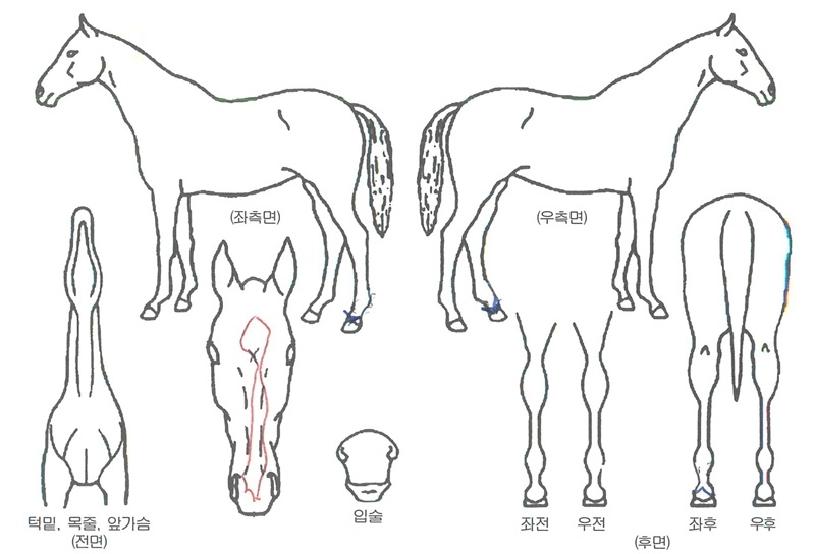 ¾ßÈ£ÀÚÀ̾ðÆ®ÀÇ Ãø¸é,¿ì¸é,µÞ¸é,µÎ»ó,´Ù¸®ÀÇ Æ¯Â¡µµÇØ