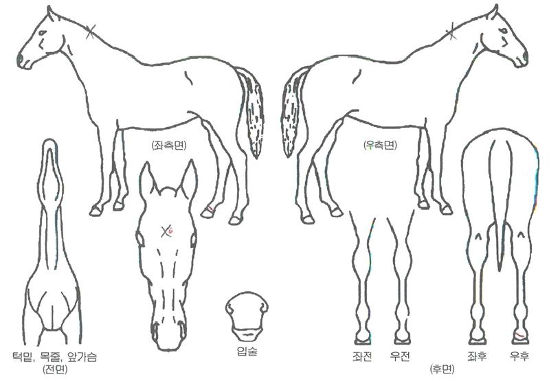 ÅÂÆò·çÀÇ Ãø¸é,¿ì¸é,µÞ¸é,µÎ»ó,´Ù¸®ÀÇ Æ¯Â¡µµÇØ