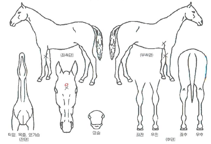 Èñ¸ÁÆ÷ÀÎÆ®ÀÇ Ãø¸é,¿ì¸é,µÞ¸é,µÎ»ó,´Ù¸®ÀÇ Æ¯Â¡µµÇØ