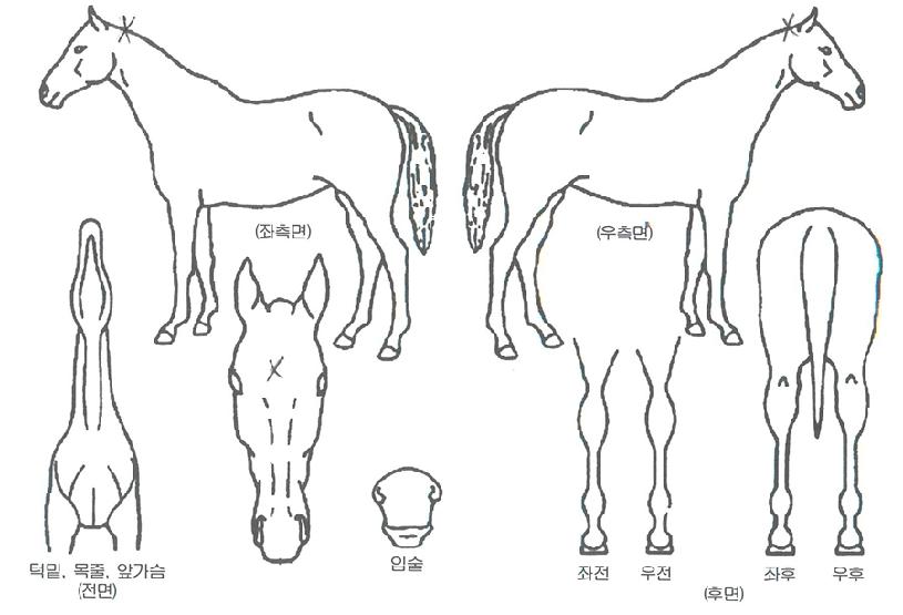 �帲������ ����,���,�޸�,�λ�,�ٸ��� Ư¡����