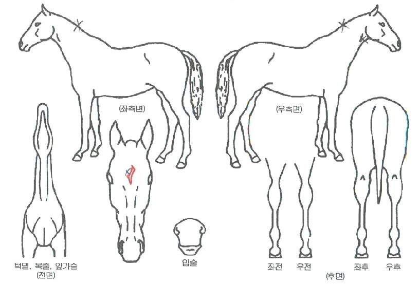 ½ºÅè¾ó·¯Æ®ÀÚ¸¶ÀÇ Ãø¸é,¿ì¸é,µÞ¸é,µÎ»ó,´Ù¸®ÀÇ Æ¯Â¡µµÇØ