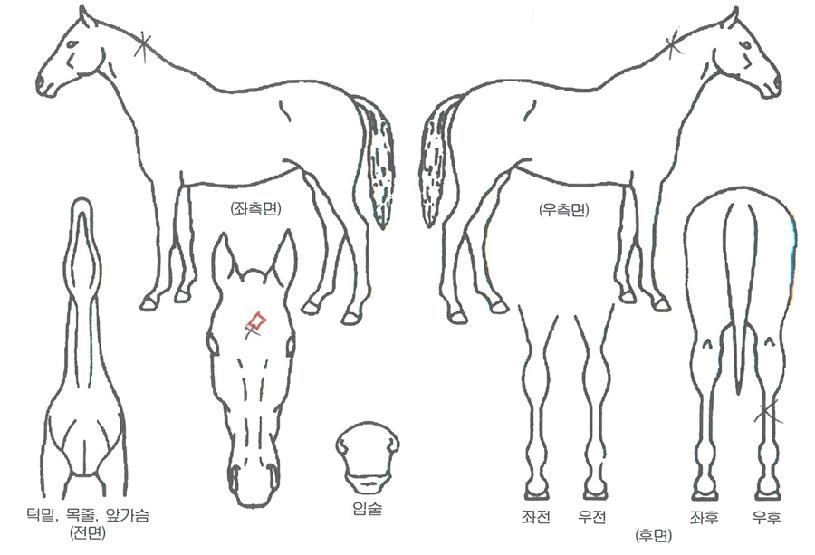 �ݻ����� ����,���,�޸�,�λ�,�ٸ��� Ư¡����