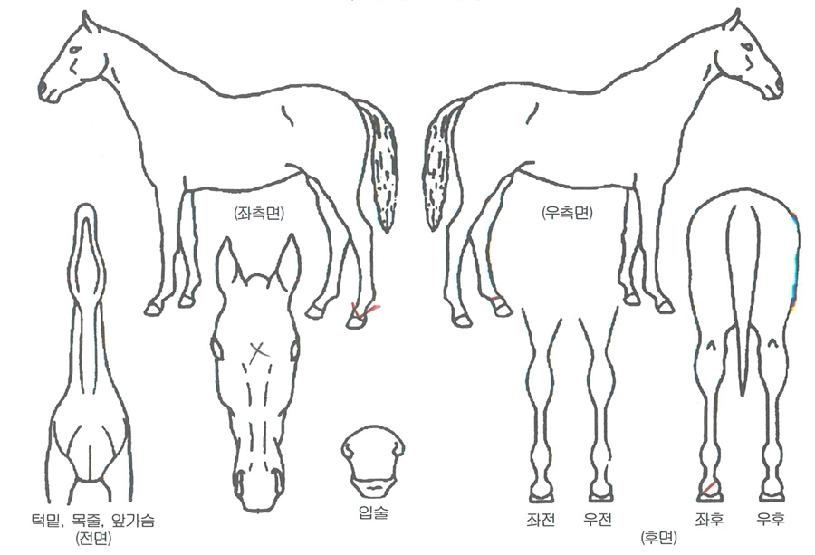 Á¶¾Æ¸Ó´ÏÀÇ Ãø¸é,¿ì¸é,µÞ¸é,µÎ»ó,´Ù¸®ÀÇ Æ¯Â¡µµÇØ